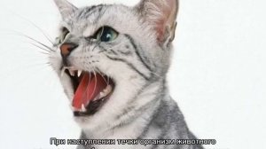 Половое созревание у котов и кошек: когда наступает