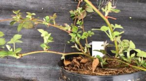 Ежевика Честер в контейнерах после зимовки