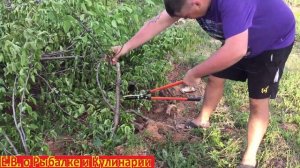 Сучкорез очень нужный садовый инструмент.Сучкорез для дачи проверяем его в деле.