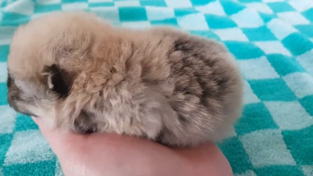 Малыш Лаки учится ходить ❤ Померанский шпиц ❤ смотреть онлайн