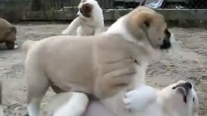 Dailylife of alabai puppies- fight fight fight ...