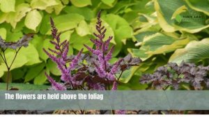 'Dark Side of the Moon' Astilbe Hybrid | Astilbe Plant | TinyLeaf