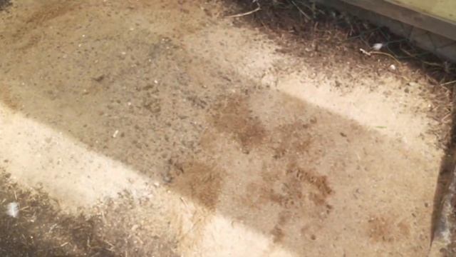 Мускусные утята подросли...отсаживаю утку... смотреть онлайн