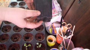 Пикировка петунии,что добавляю в грунт для пикировки рассады