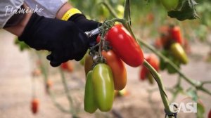 Tomate Flamenko Galván Casi