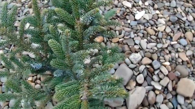 Picea bicolor "Howell’s Dwarf" смотреть онлайн