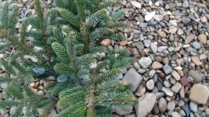 Picea bicolor "Howell’s Dwarf"