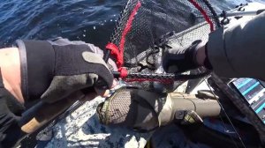 Форель беглянка