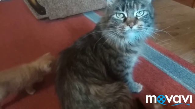 Котята в добрые руки 🤗