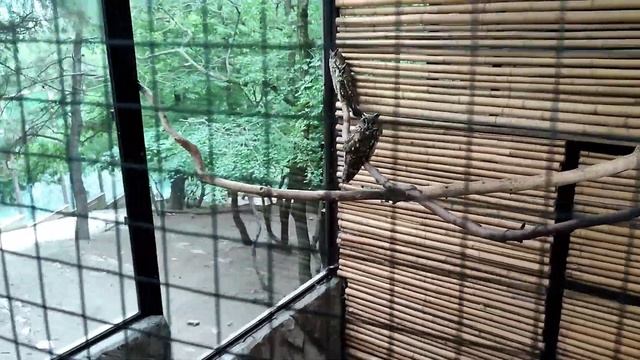 сафари парк в гелинджике смотреть онлайн