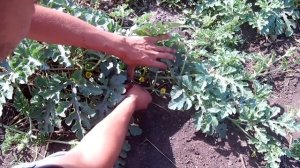 КАК ВЫРАСТИТЬ АРБУЗ 14 КГ БЕЗ ХИМИИ / ТЕХНОЛОГИЯ ВЫРАЩИВАНИЯ АРБУЗОВ ОТ СЕМЕЧКИ ДО УРОЖАЯ