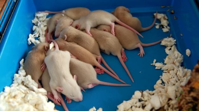 Крысята. Ролик от Бурасяни смотреть онлайн