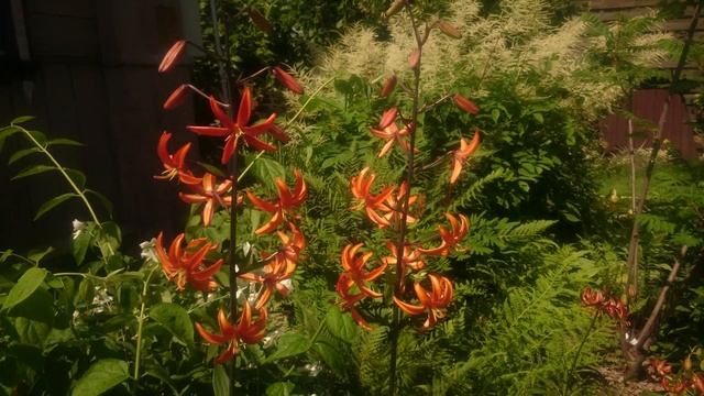 Lilium martagon Arabian Night смотреть онлайн