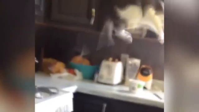 Самое смешное видео с котиками!!!:D Испуг котят!!! Напуганные котята!!! Очень смешные котята!!! 202
