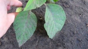 БРУГМАНСИЯ - ВАЖНОЕ УСЛОВИЕ ЦВЕТЕНИЯ, ОБРЕЗКА ЧАСТЬ 3 / Brugmansia - GREAT CONDITION BLOSSOM