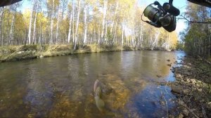 Более 30 форелей с 2км реки. Форелевые реки Челябинской обл. Fishing Angeln Vissen