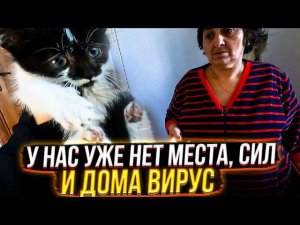 Нам ПОДКИНУЛИ котенка под КАМЕРЫ видеонаблюдения. Фотосессия с хвостиками на канал.
