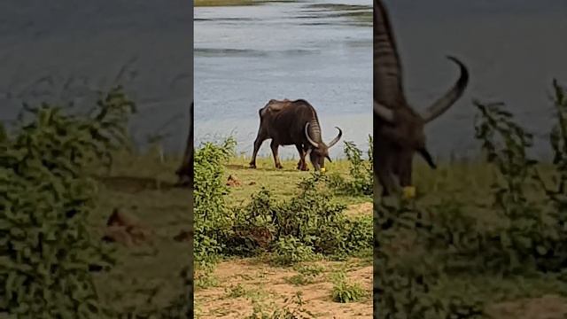 Буйвол гуляет сам по себе...