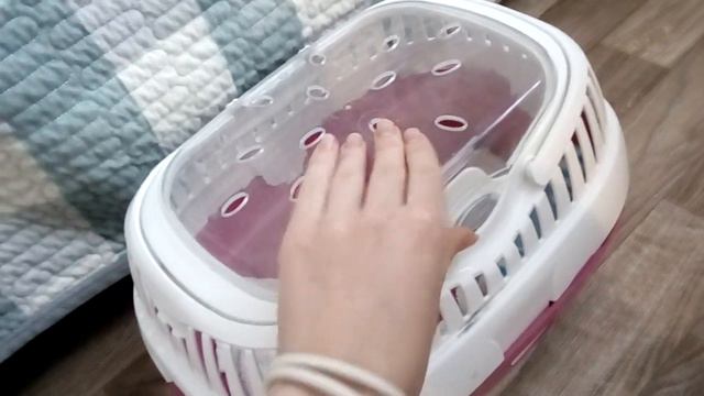 Хорёк Нора на передержке🐾 Передержка животных в Казани смотреть онлайн