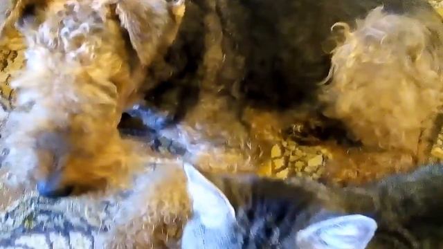 Угощаю эрдельтерьера печеньем смотреть онлайн