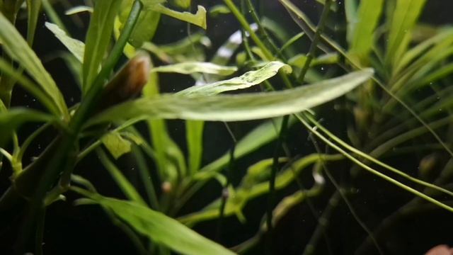 ГУППИ. СЕКРЕТЫ СОДЕРЖАНИЯ И УХОДА. смотреть онлайн