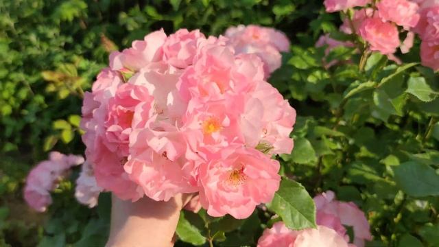 Роза Jacky's Favorite на пике цветения. Лучшая флорибунда в моем саду! смотреть онлайн