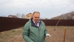 Посадка алычи весной - когда и как это лучше сделать!