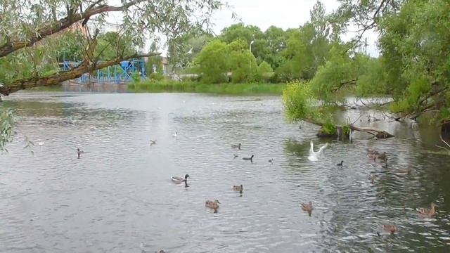 Водоплавающие. Город Коммунар Ленинградской области.