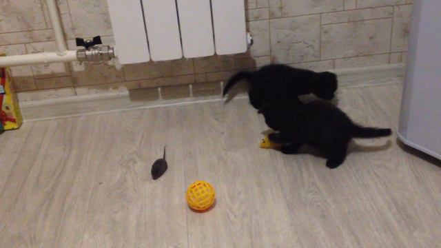 Шотландские котята