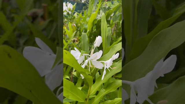 White Ginger Lily #Ginger #Lily #beautifulflower #lovenatural