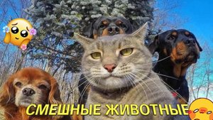 💕 Смешные животные подборка 🥰