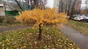 Садитесь в тележку, покатаю по Ашану / Примерка. Не моё . Женские ручки 11 ноября 2022 г.