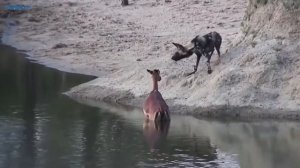 Стадо гиен против льва. Львиный прайд против  буйволов. Гиены против всех. Животные. Дикая природа.