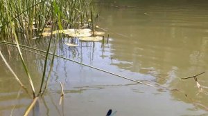 #Балашов. Купание на реке Хопер рядом с Мишкиным мостом.