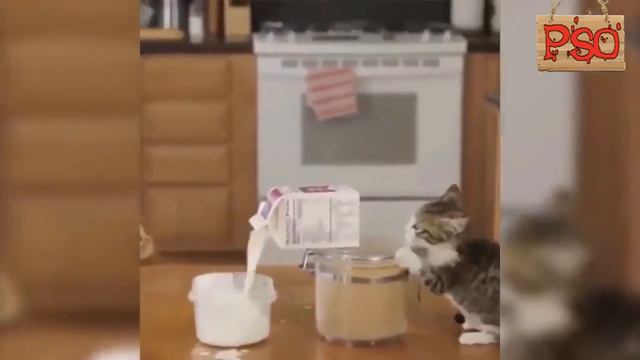 Приколы с котами – СМЕШНАЯ ОЗВУЧКА ЖИВОТНЫХ смотреть онлайн