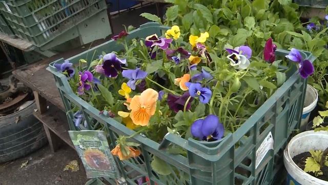 Рязанские ярмарки начали работу смотреть онлайн