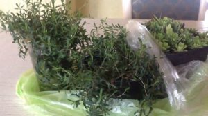Гвоздика травянка из семян и камнеломка из магазина