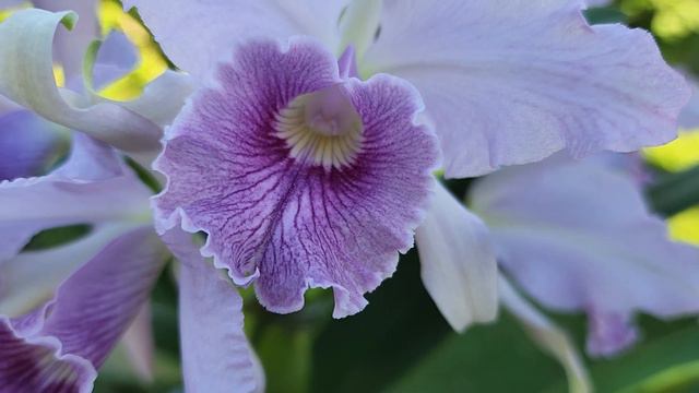 Sophie's Garden 兰花，超美又丰花的卡特兰Lc. Canhamiana 'Azure Skies' AM/AOS смотреть онлайн