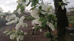 ферментирую чай с черемухи