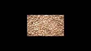 Как быстро сварить перловку?