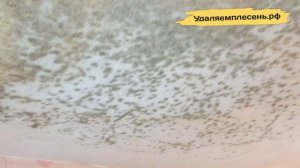 Удаление плесени на потолке в комнате | Санкт-Петербург и Лен.обл