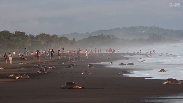 Почему черепахи живут так долго? смотреть онлайн