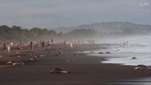 Почему черепахи живут так долго?