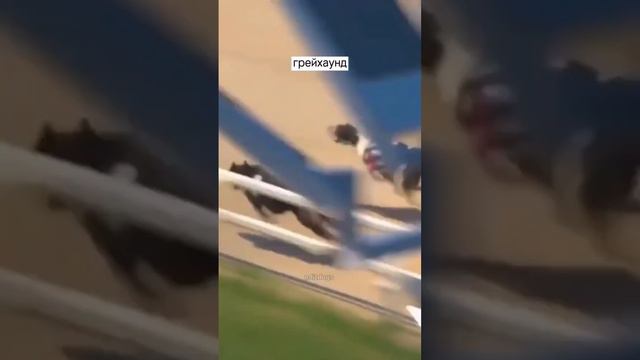 самые быстрые породы собак🌍 смотреть онлайн