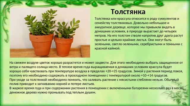 Денежное дерево магические свойства. Денежное дерево уход. Растения талисманы.