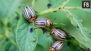 Почему колорадских жуков нельзя давить