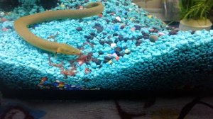 Каламоихт калабарский