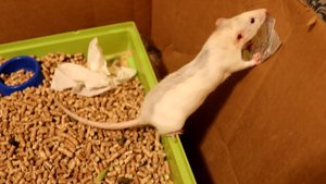 В ЗООМАГАЗИНЕ ПРОДАЛИ БЕРЕМЕННУЮ КРЫСУ?