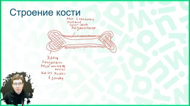 Тема №4: Строение костей смотреть онлайн