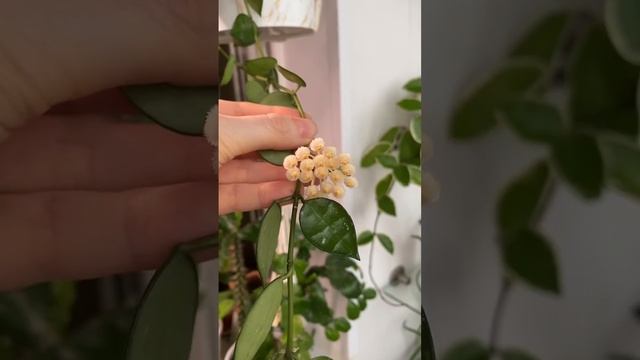 Домашнее цветение Зига.?Хойя Эскимо?Фал. Charming Panda #орхидеи #фаленопсис #хойя #orchids смотреть онлайн
